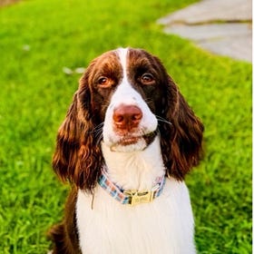 Contrarian Pet of the Week