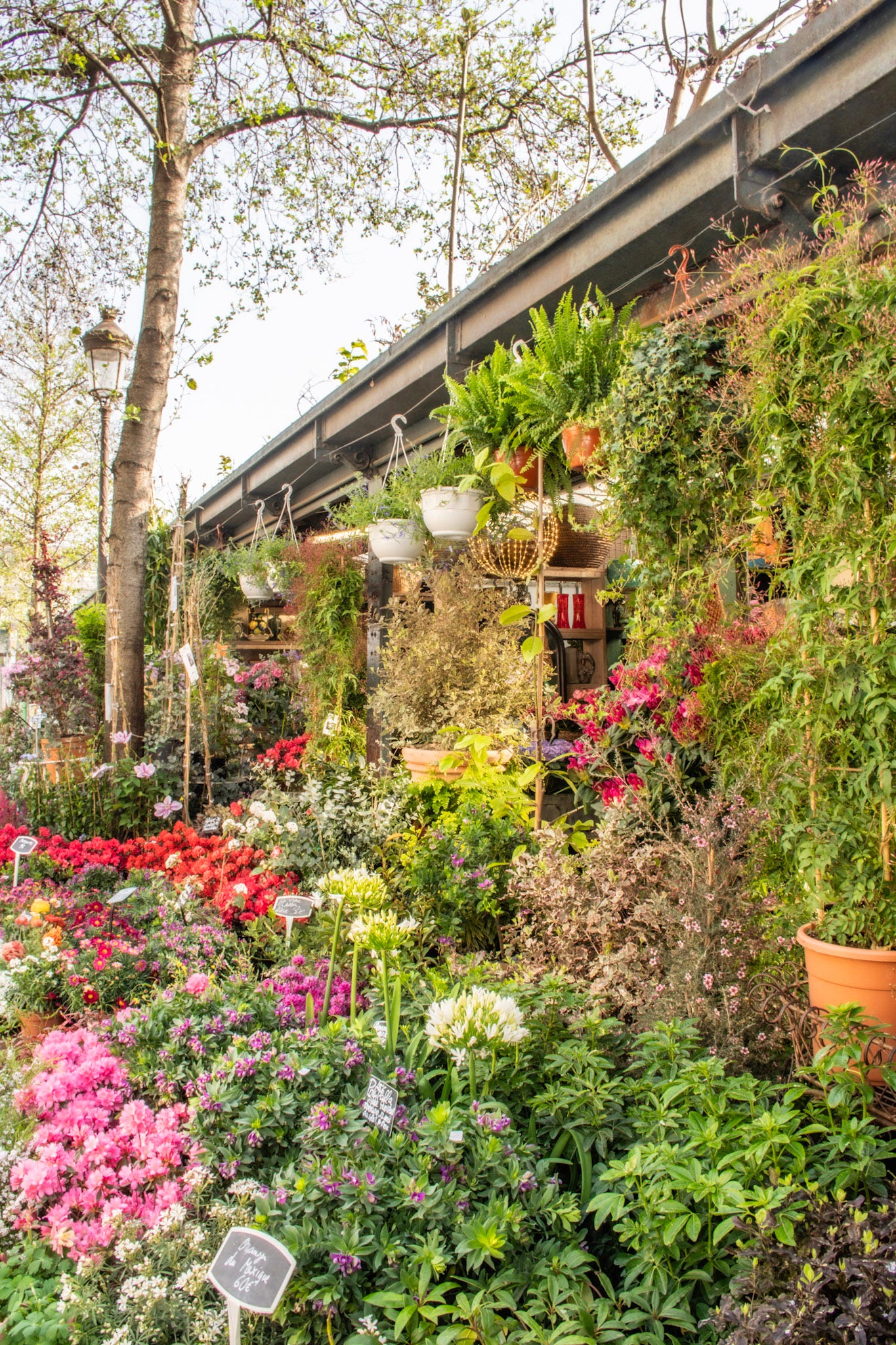 Flower stalls overflowing with colourful blooms at the Marché aux Fleurs on Île de la Cité