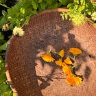 All Dried Up: What Does A Well-Preserved Flower Look Like?