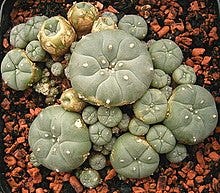 Peyote - Wikipedia