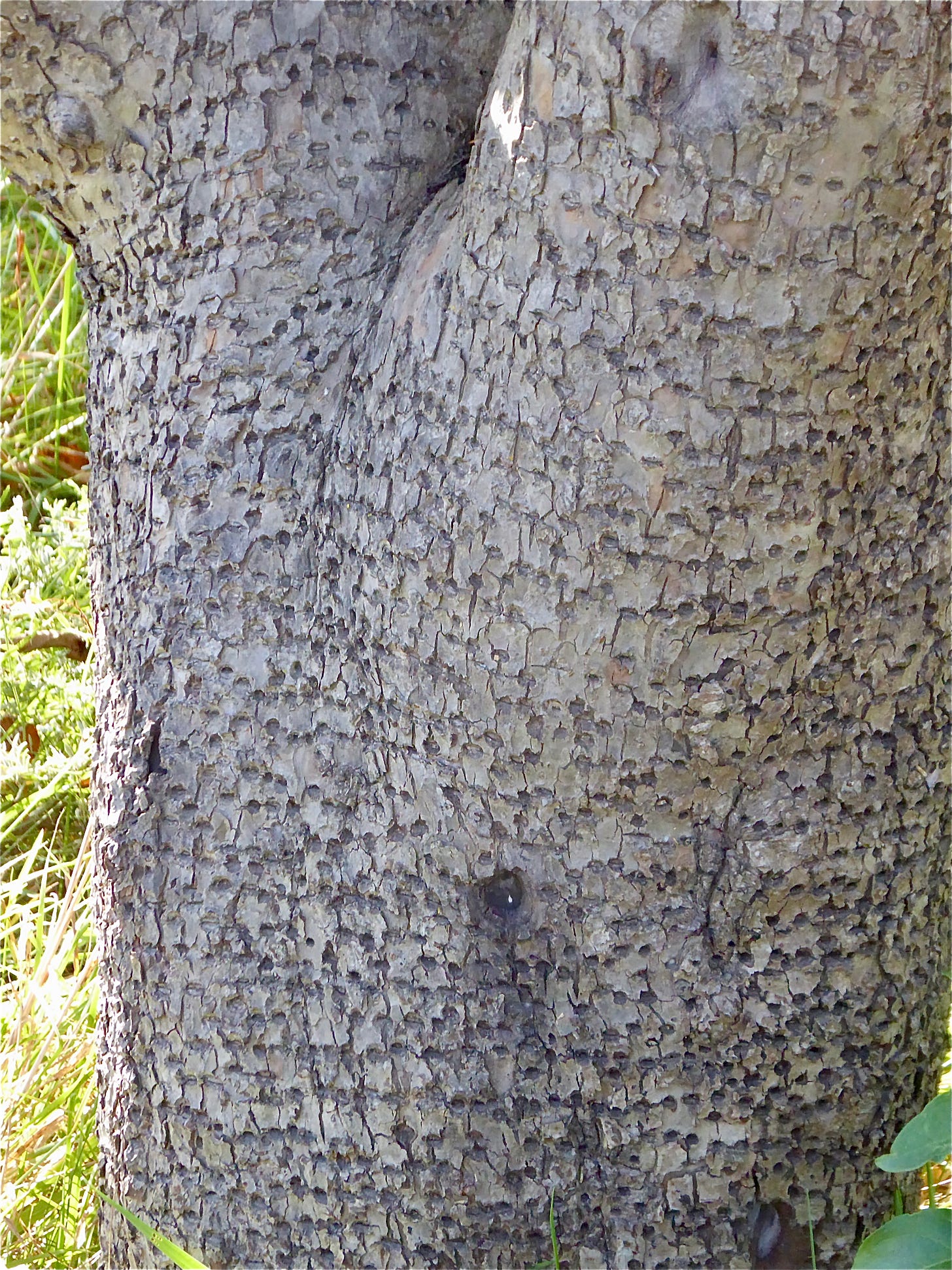 description in text.