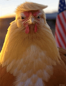 a picture of a chicken with a trump wig on its head