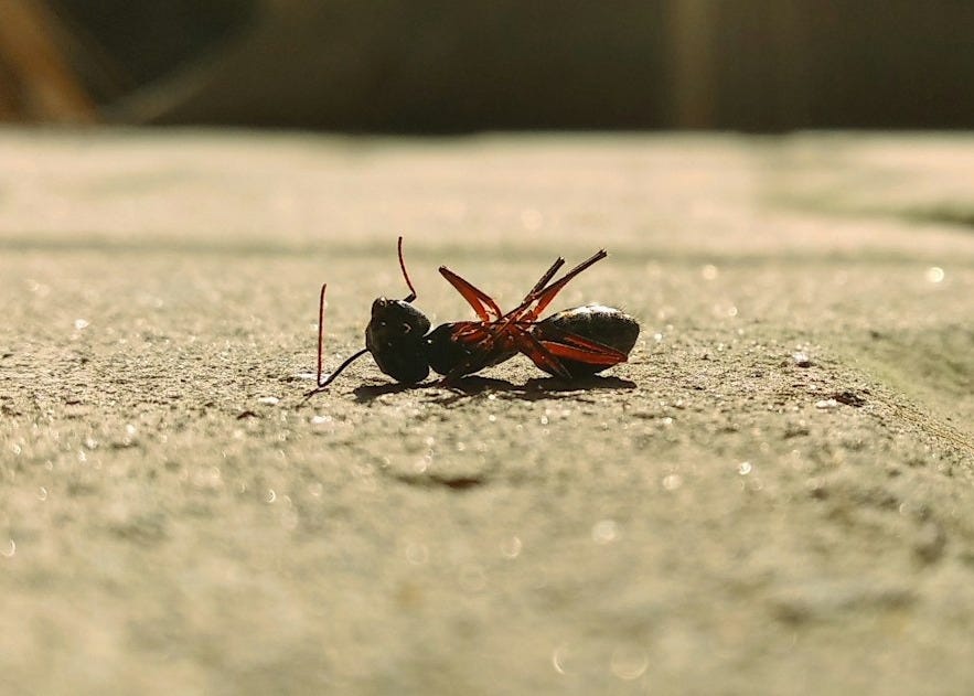 black and red insect on gray concrete floor