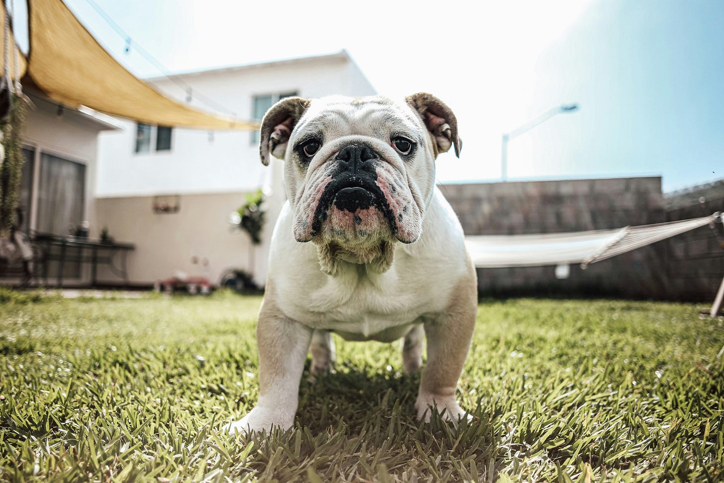 Photo of a white bulldog outside on a sunny day