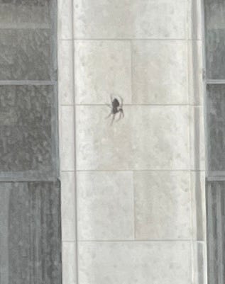 a spider in an unexpected location