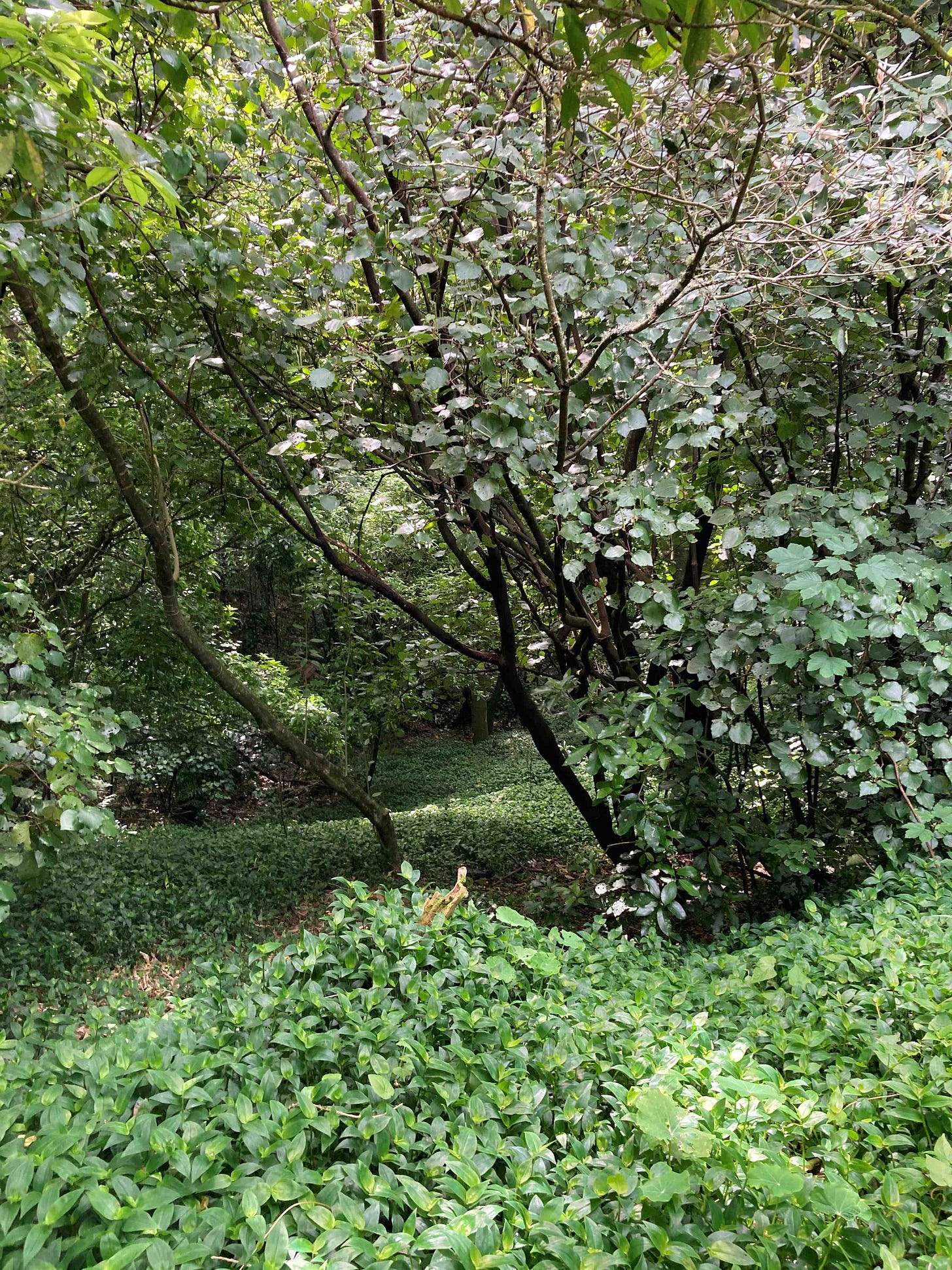 A solid carpet of green Tradescantia fluminensis under mostly native trees and shrubs such as kawakawa