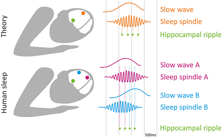The Neuroscience of Learning (& What Sleep Has To Do With It)