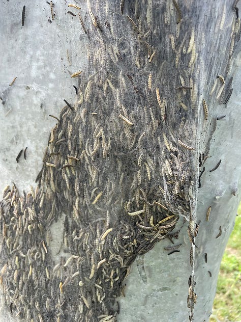 Yellow-brown wormy creatures tangle together; whisps of web hang on twigs, with green grass and trees in the background, and dots of white sheep; a yellow-brown mass of maggoty things on a white background