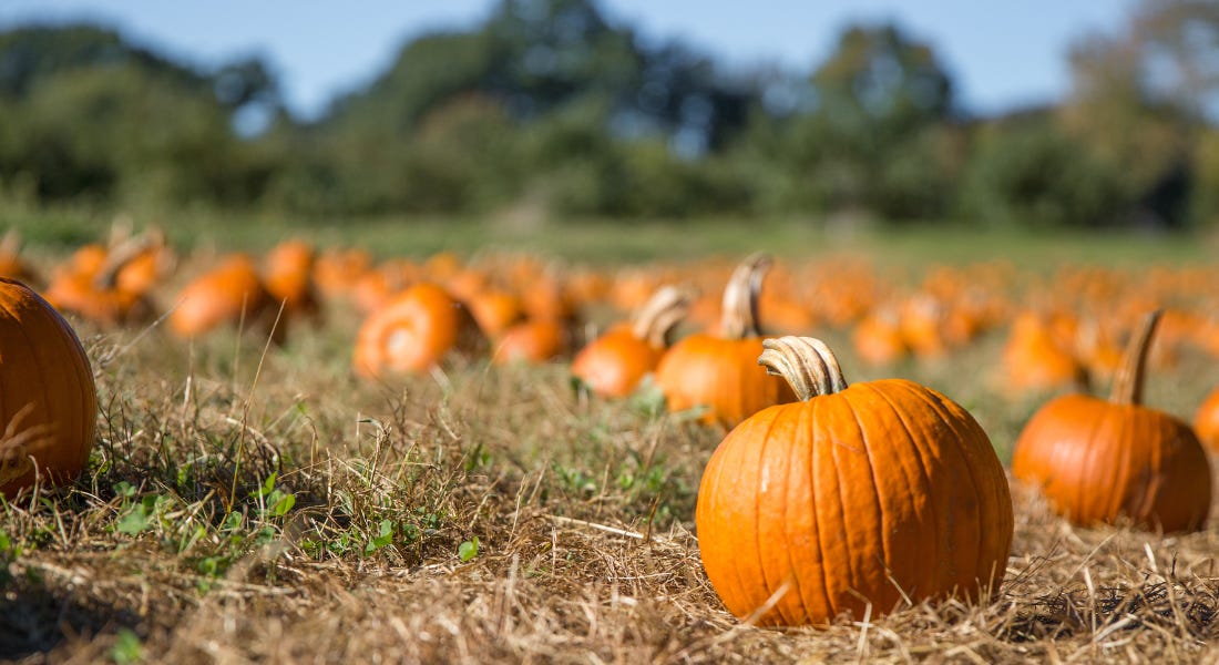 A field filled with orange pumpkins on dry grass A field filled with orange pumpkins on dry grass