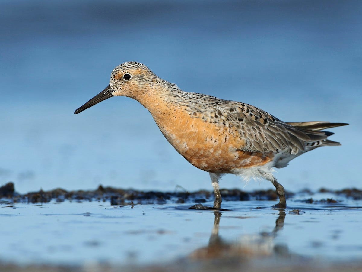 maçarico-de-papo-vermelho - eBird