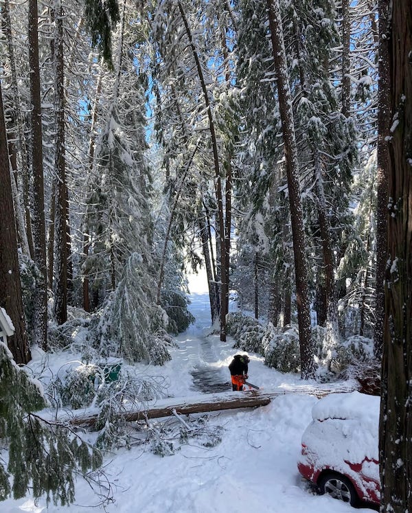 Larry cutting up a fallen tree with a chainsaw
