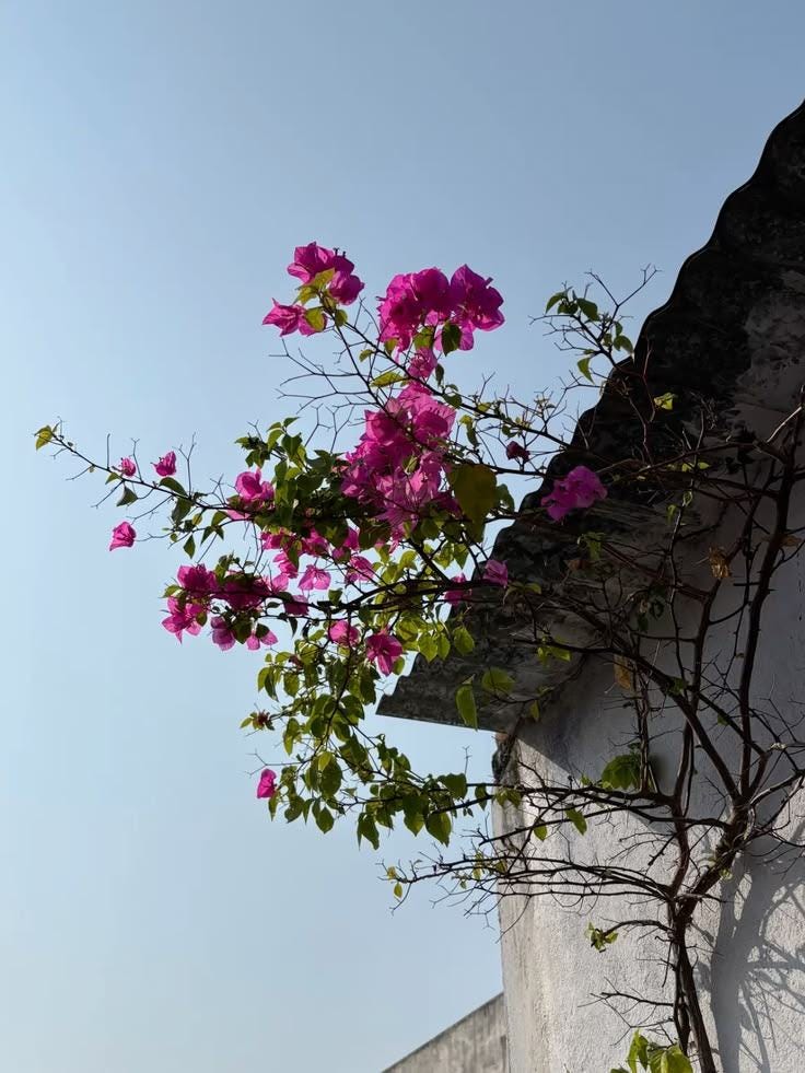 May be an image of Adenium May be an image of Adenium