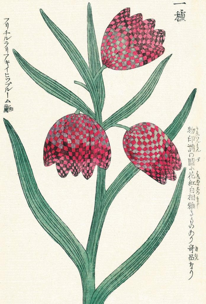 Honzo Zufu [Fritillaries] by Kan'en Iwasaki