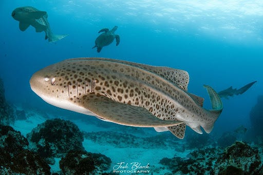 Leopard shark Leopard shark