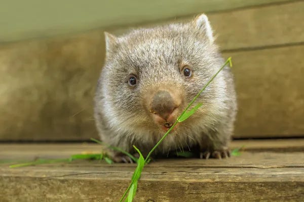 Foto de um vombate comendo uma plantinha Foto de um vombate comendo uma plantinha