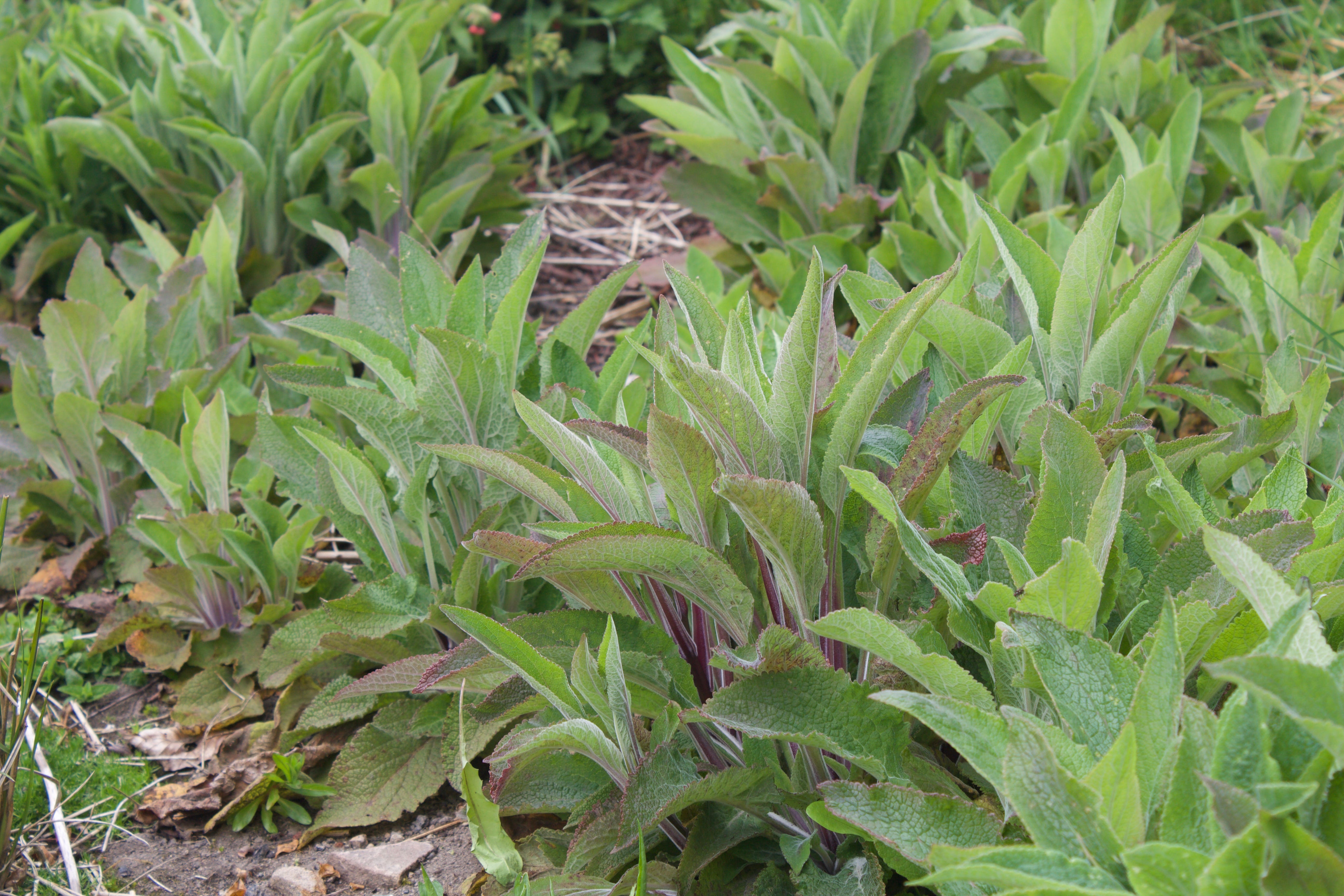 First year foxglove seedlings where the clear red leaf stems show these will be pink flowered