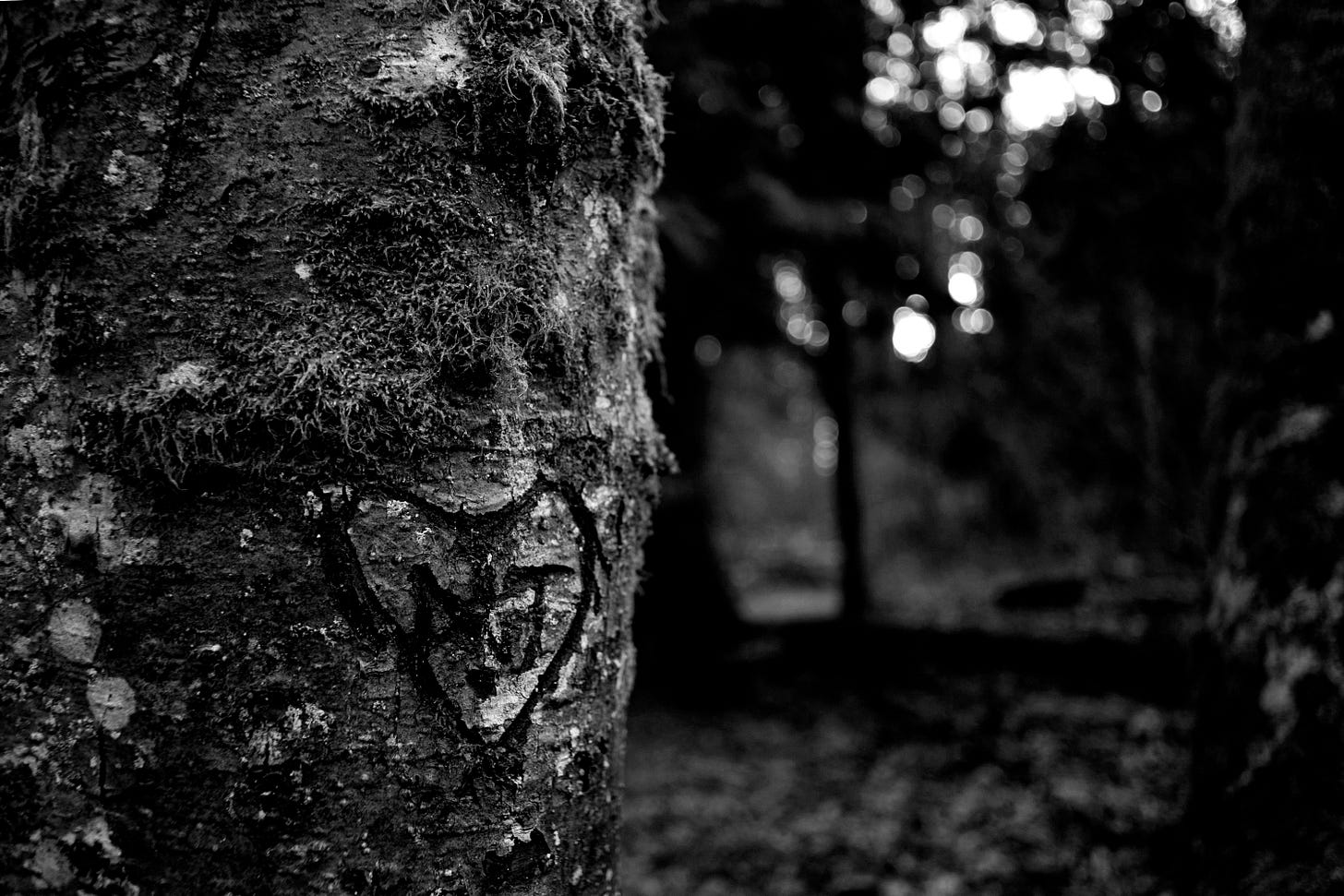 a heart carved into the bark of a tree a heart carved into the bark of a tree