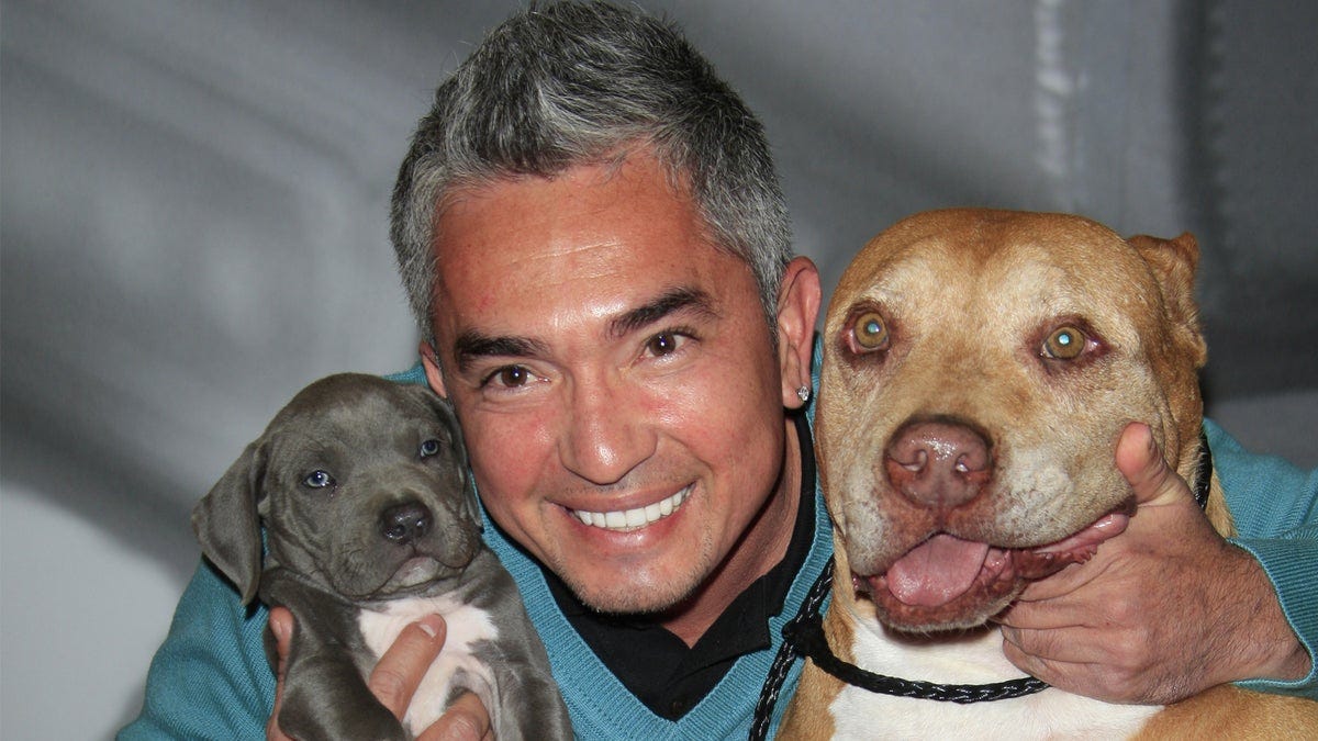Cesar Millan Heute Tv - Cesar Millan - Cesar Millan Photos - Cesar Milan on 'El ... - Hello Segment