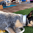 Resources we’ve used to help our heeler calm down