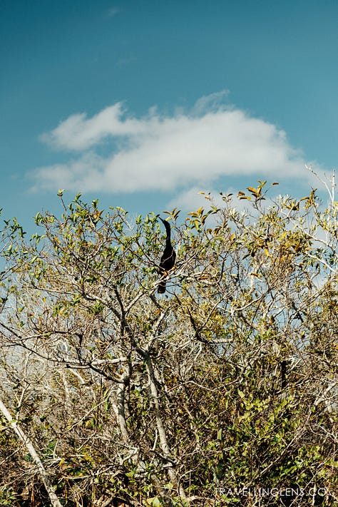 Shark Valley, Everglades National Park