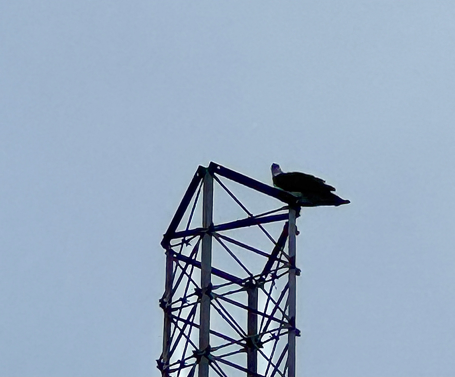 Osprey atop old AM radio transmission antenna Osprey atop old AM radio transmission antenna