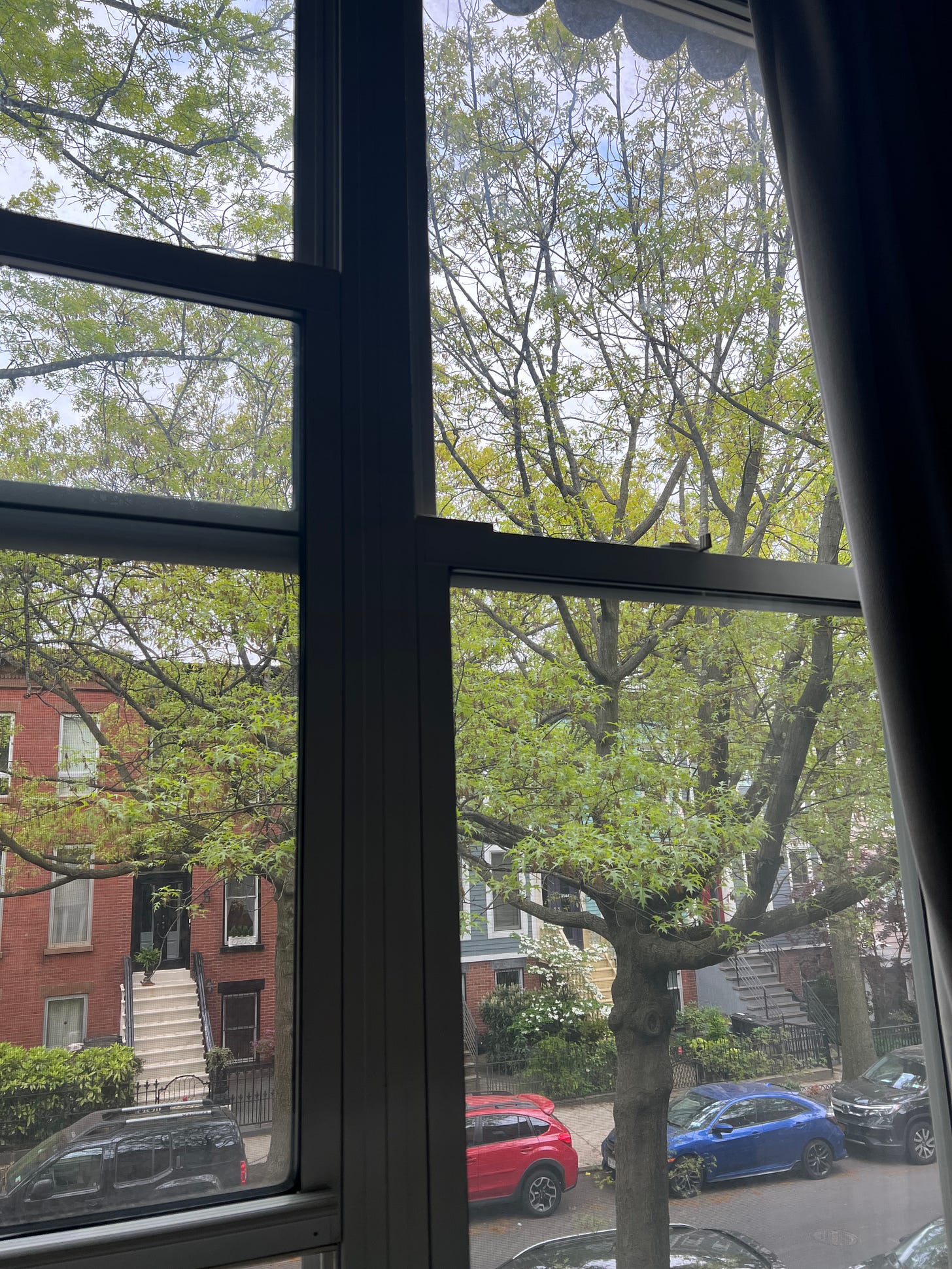 an oak tree on a city street, image crisscrossed by the panes of a window. an oak tree on a city street, image crisscrossed by the panes of a window.