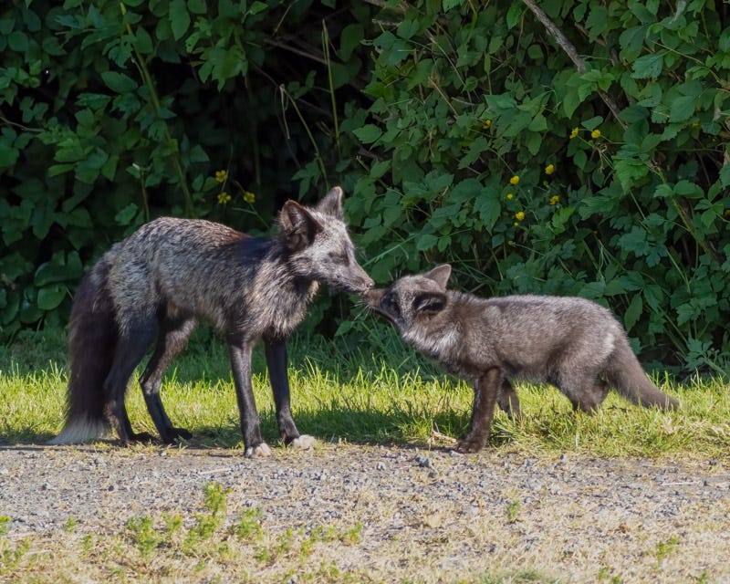 20250610-SJI3-902-Edit.jpg 20250610-SJI3-902-Edit.jpg