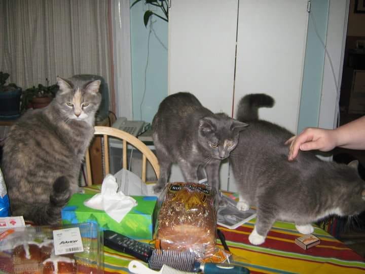 Four pictures of multiple cats. A grey dilute tortoiseshell is in all four pictures.