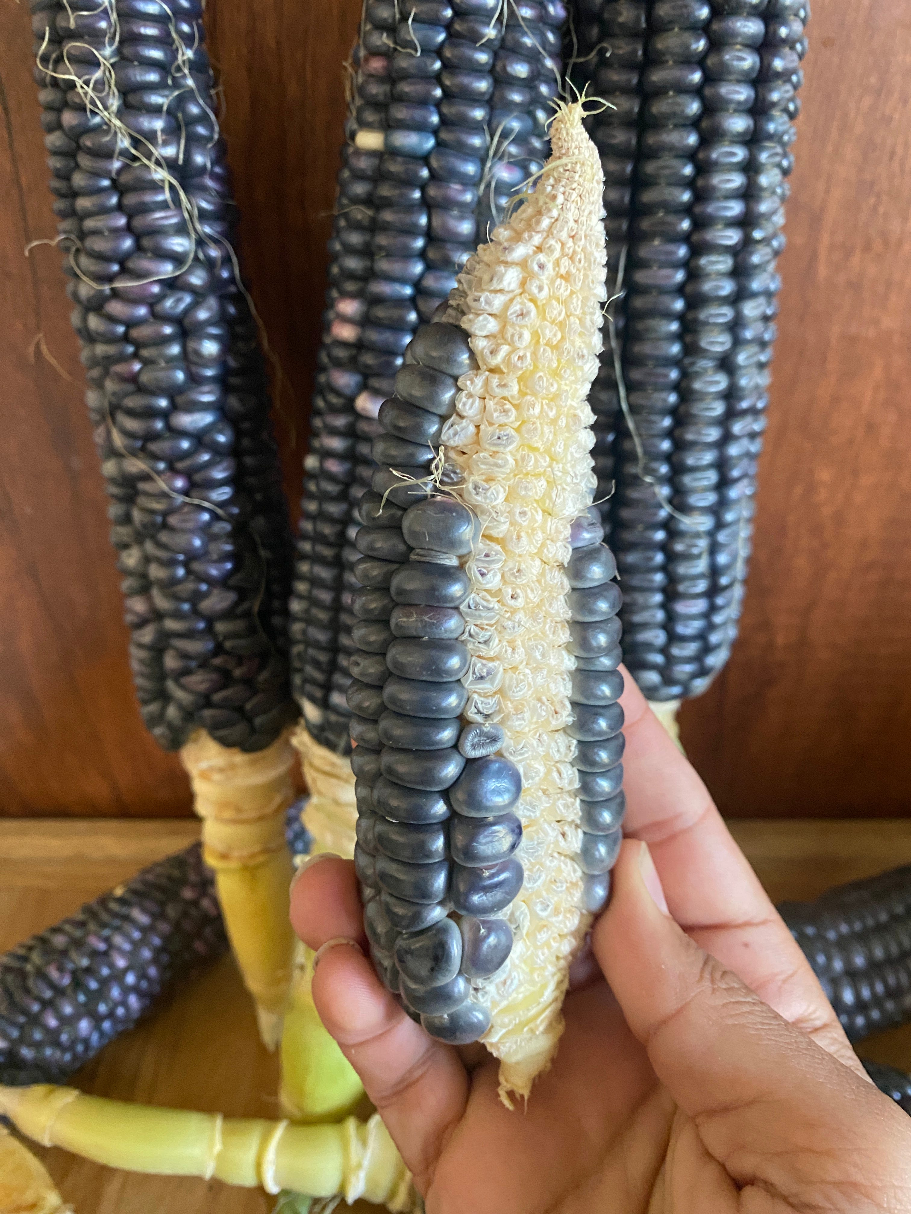 Subcorn How I'm Growing Blue Corn - by Mina Nada - Source of Flavor