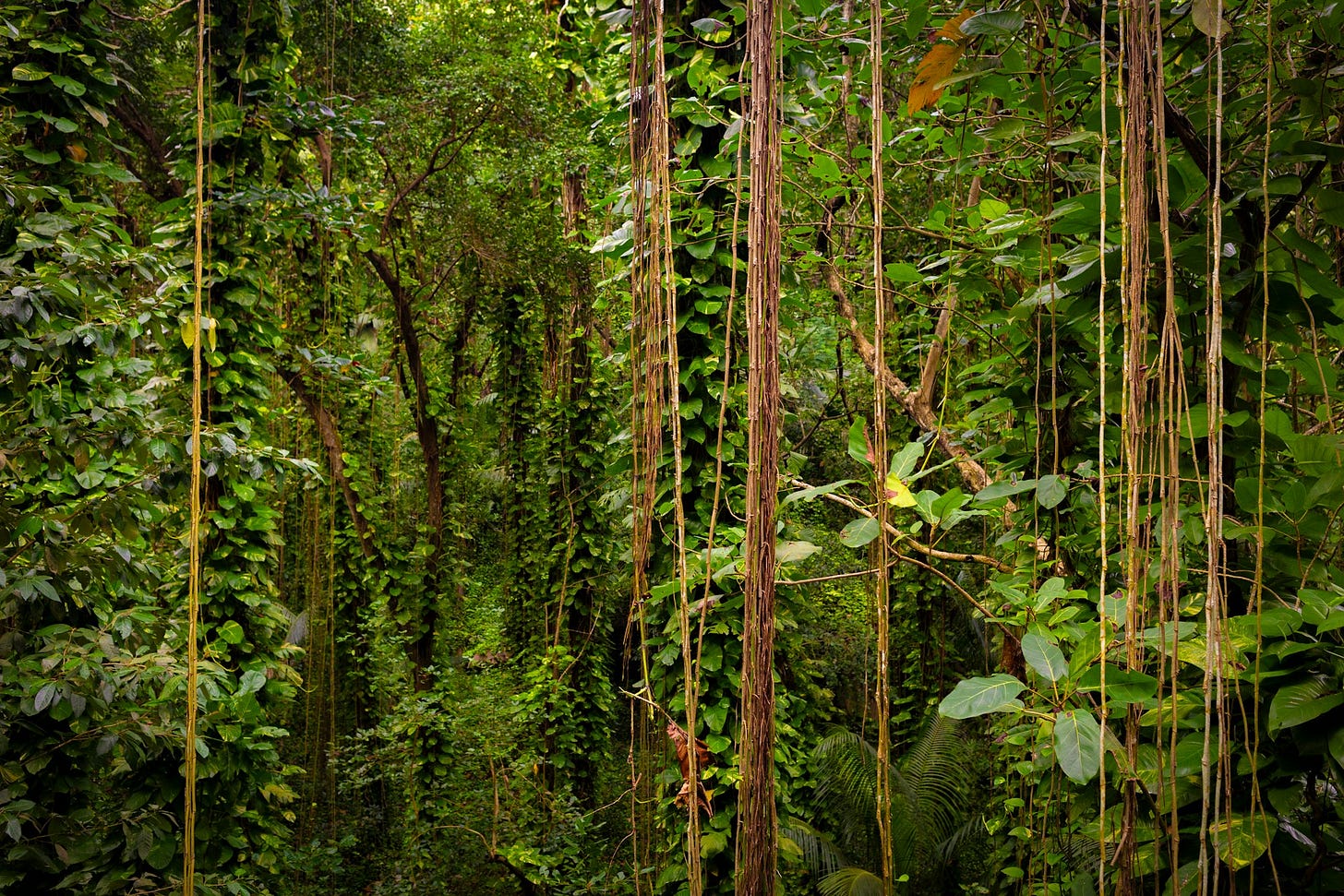 Dense green jungle with hanging vines.