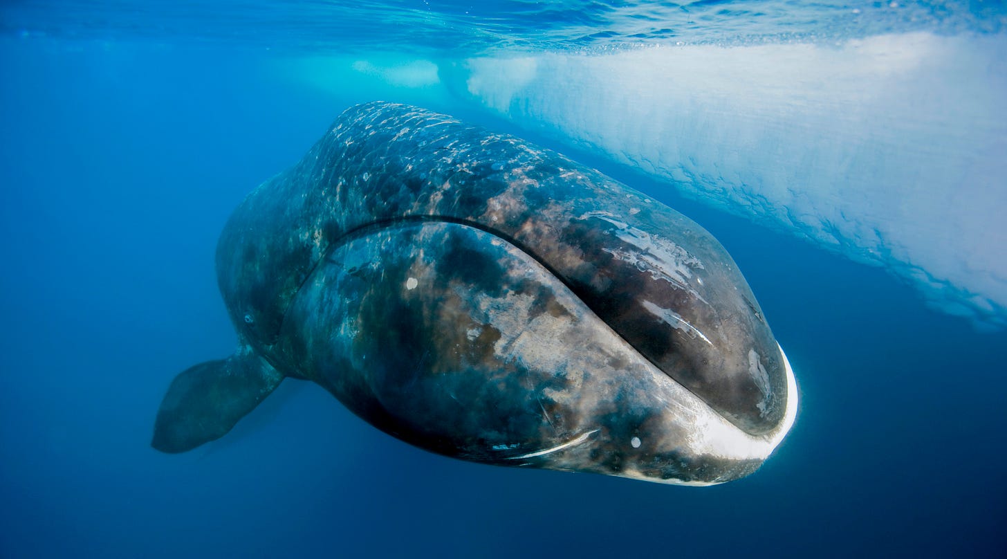 A bowhead whale surfaces from a dive in Lancaster Sound, Nunavut.