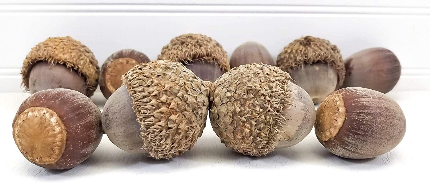 ISSUE 59, CURIOSITIES, Part 2: Acorn Butter