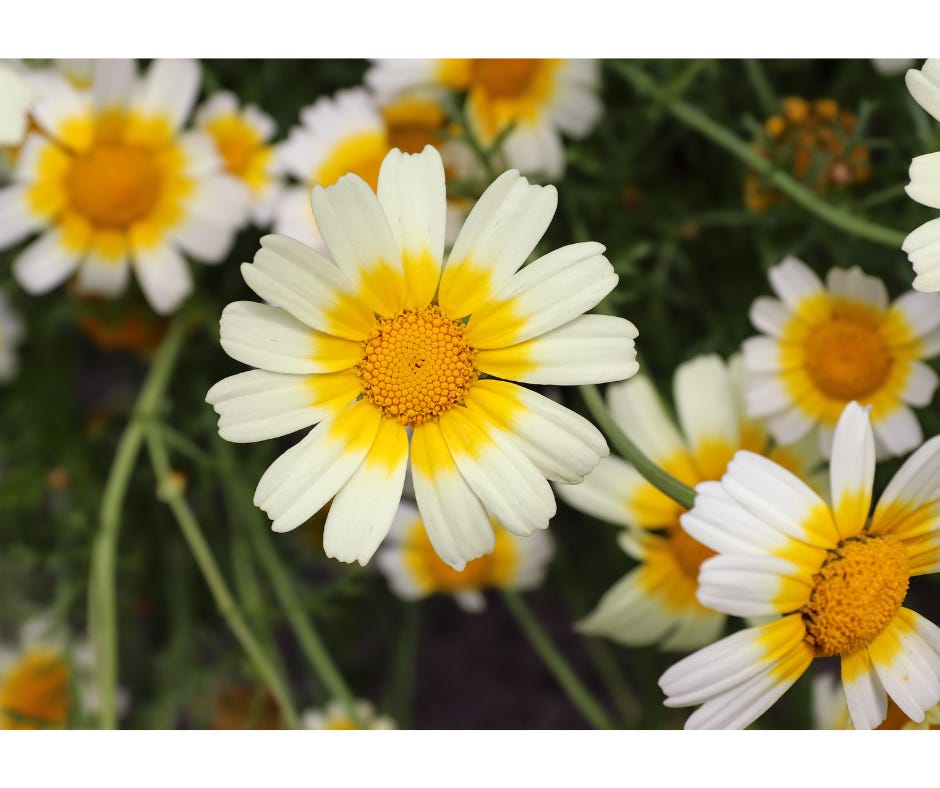edible chrysanthemum