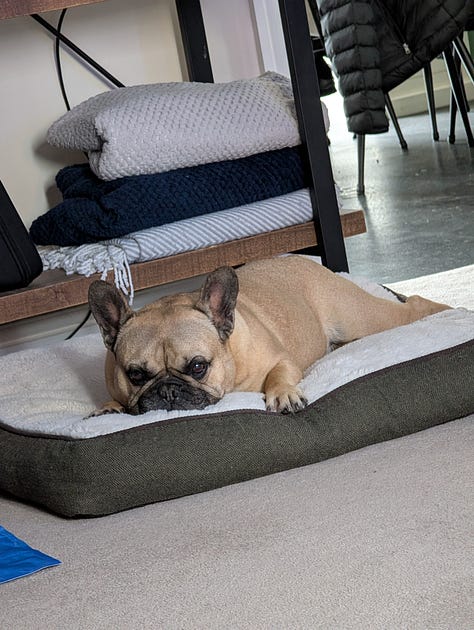 A selection of images from the last week of Leffe my pet Frenchie and Wingman