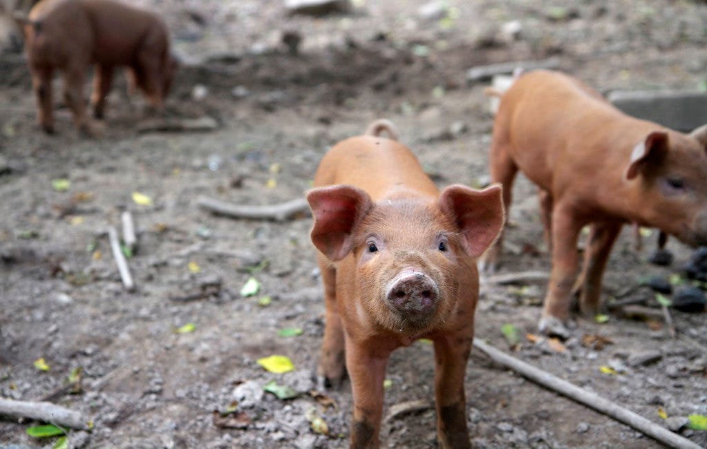 On Eating Animals (Part 2)
