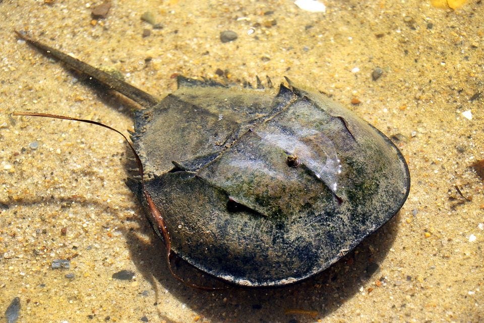 A male horseshoe crab skimed the shallow water of Pleasant Bay in 2022.