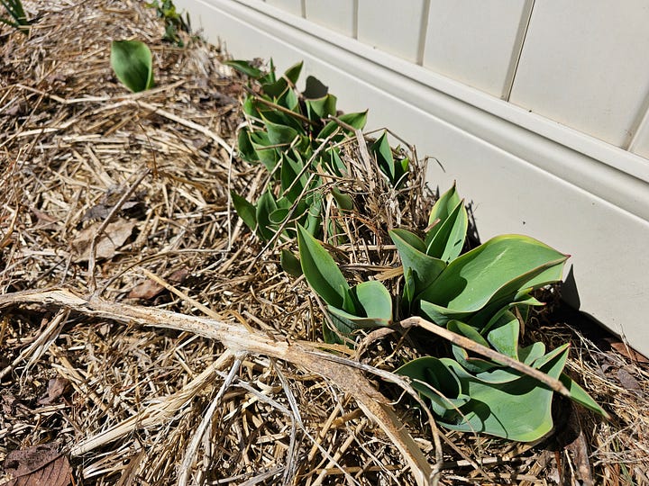 clockwise from top left: tulips, daffodils, lemon balm, chives