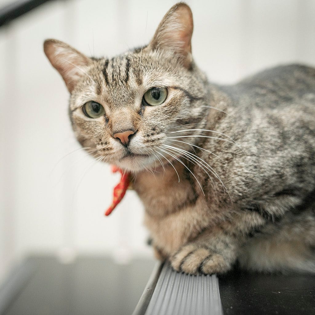 Think Think, a grey tabby, stares at the camera. 
