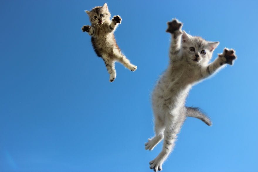 30 Cats Jumping ideas | cats, jumping cat, funny cats 30 Cats Jumping ideas | cats, jumping cat, funny cats