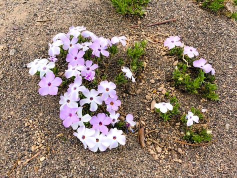 An assortment of flowers.
