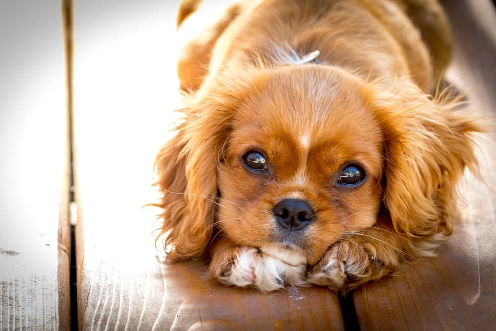 When Do Puppies Open Their Eyes? | Great Pet Care
