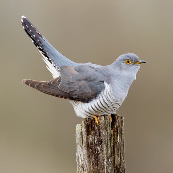 Cuckoo | BTO - British Trust for Ornithology