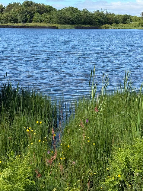 beaufort ponds and woods and lupin dog 