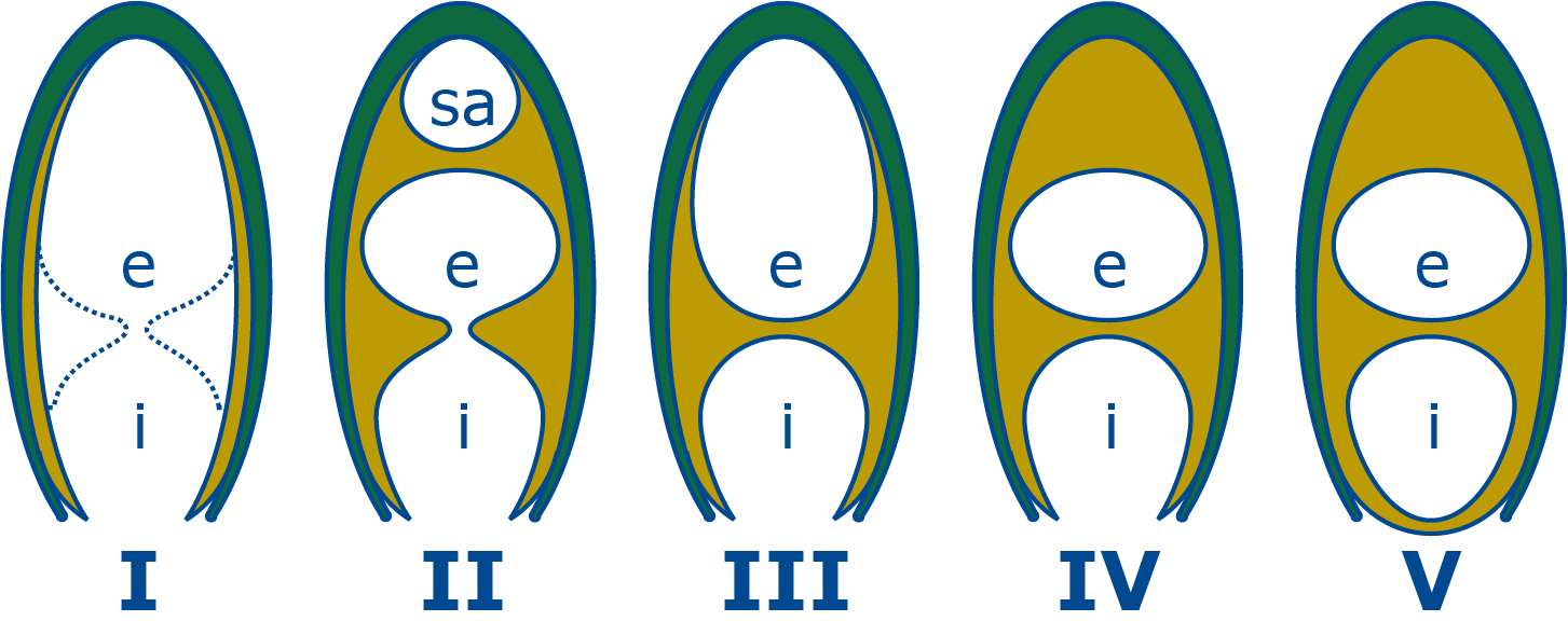 Schematic diagrams of the five aperture types.