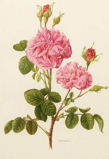 Show 256: Rose