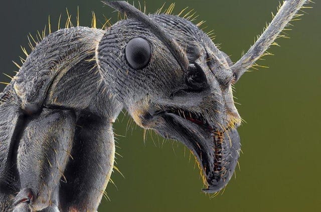Black Ant Macro : r/natureismetal