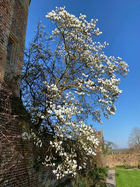 White magnolia tree in full bloom beside historic brick walls and garden buildings under a clear blue spring sky.