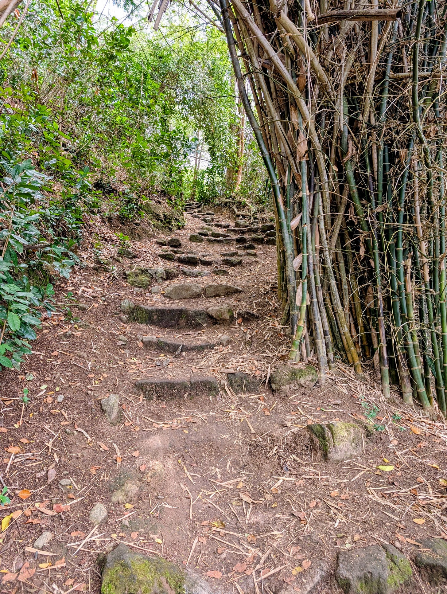 Steep and rocky path going up a hill, with brambles on one side and thick bamboo on the other