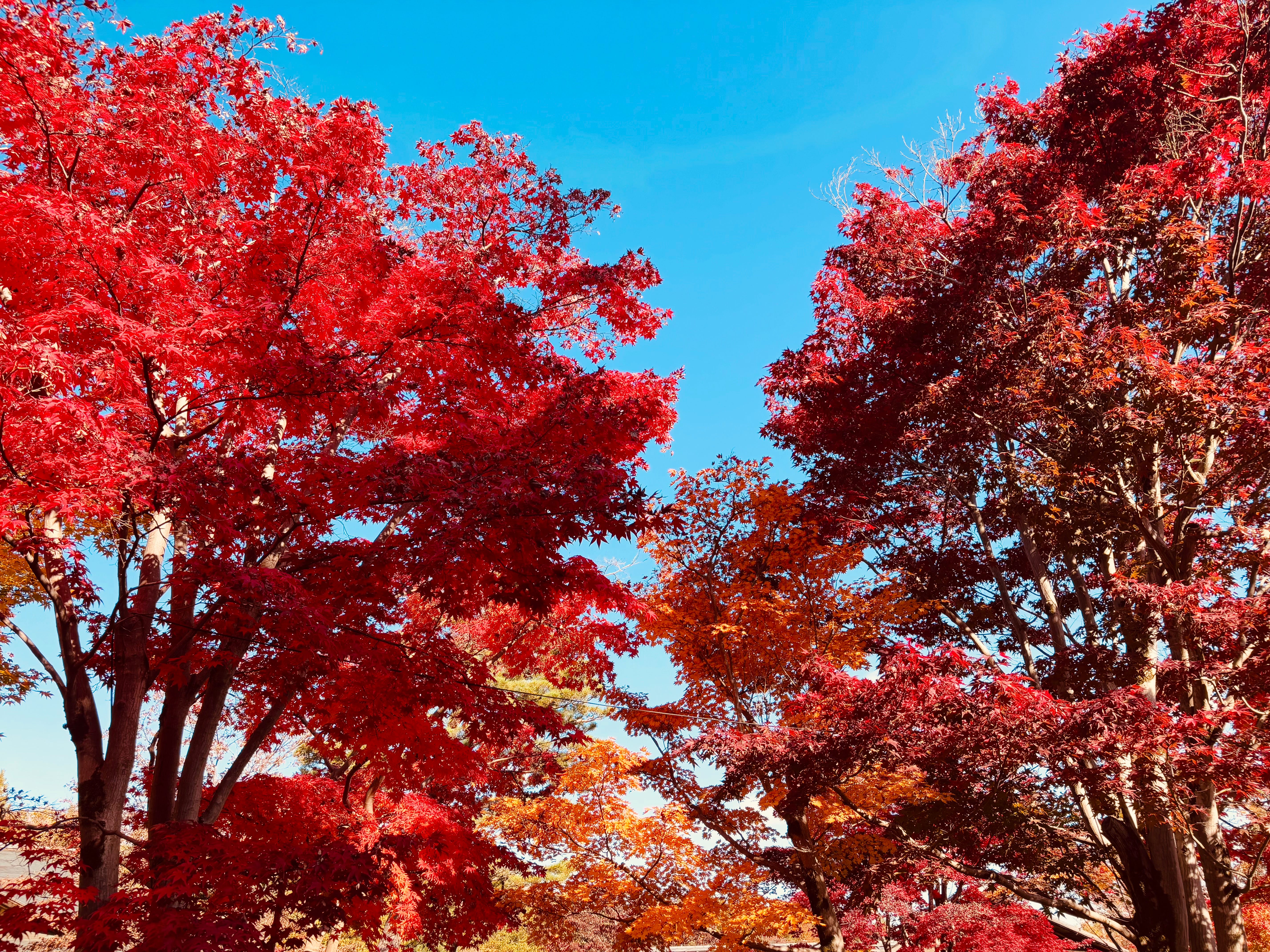 175 Autumn at Its Edge - by Hideo Tanikawa - Japan A to Z