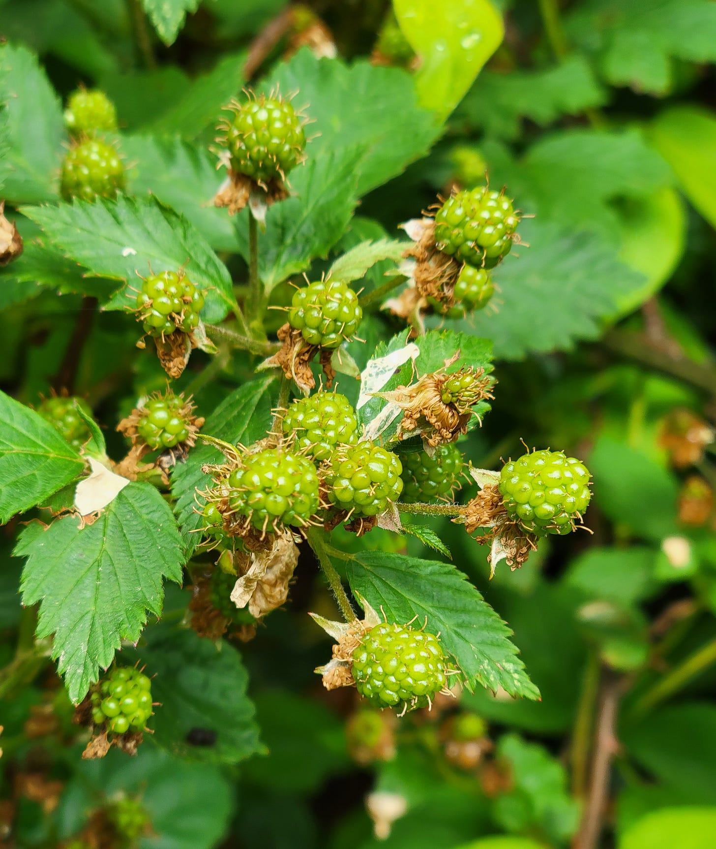 Green Blackberries